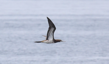 Brown Booby by Yiming Qiu