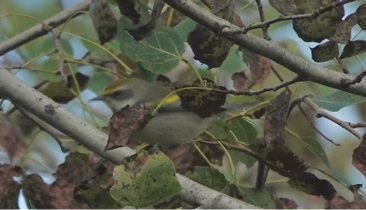 Golden-winged Warbler by Tim Spahr