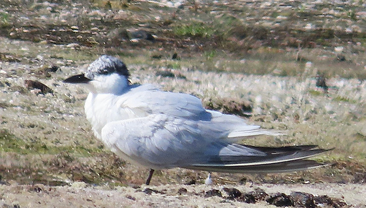 Gull-billed Tern by Trish Pastuszak