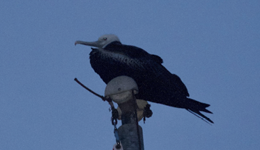 Magnificent Frigatebird by Mary Keleher