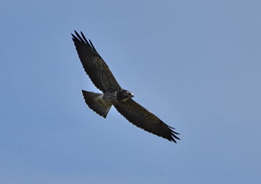 Swainson’s Hawk by Curtis Mahon