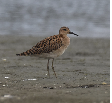 Ruff, Quonochontaug Breachway, Charlestown, Washington County, RI; September 13, 2022. Photograph by Barbara Seith.