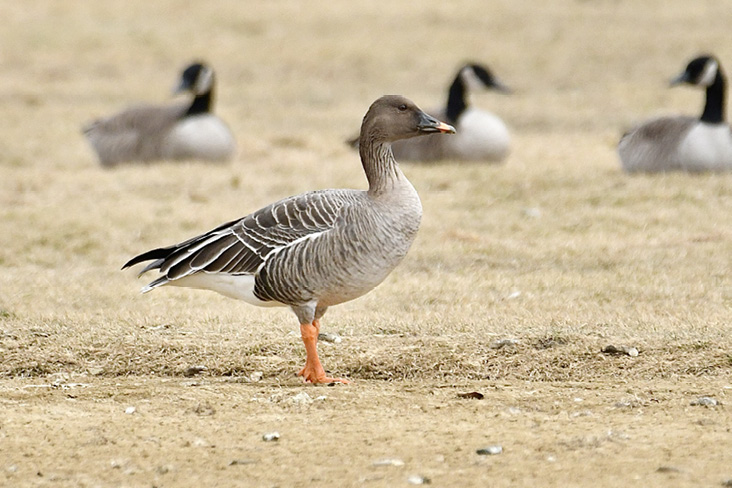 Tundra Bean-Goose, Portsmouth, Newport County, RI; January 18, 2025. Photograph by Sue Palmer.