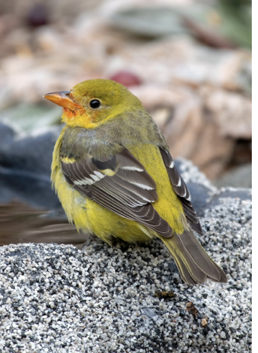 Western Tanager, Touisset Point, Warren, Bristol County, RI; January 18–29, 2022 (here January 22). Photograph by Kathleen Bartels.