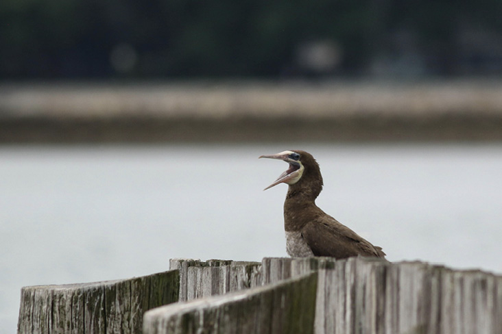 Another day at the beach for this Brown Booby that spent a memorable week next to the L Street Bathhouse in Boston.