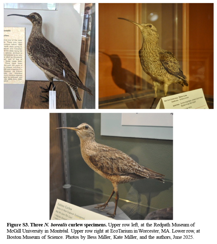 Observing Extinct Birds