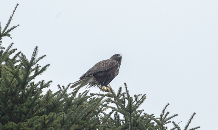 First spotted in Chatham and later on Martha’s Vineyard, this dark morph adult Ferruginous Hawk successfully wintered in Massachusetts without succumbing to bird flu despite being seen depredating dead eiders and other waterfowl. The very long gape extending past the rear of the eye confirms this species and eliminates other dark Buteos.