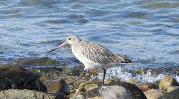 Bar-tailed Godwit by Steven van der Veen