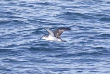 Barolo Shearwater by Max Chalfin-Jacobs