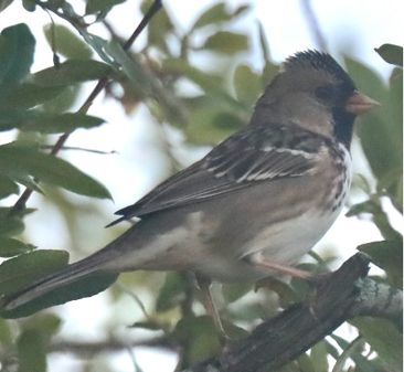 Harris’s Sparrow by Liam Norton