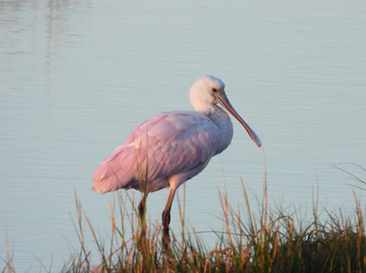 Roseate Spoonbill by Brian Vigorito