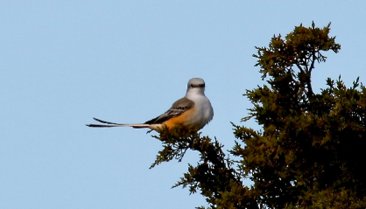 Scissor-tailed Flycatcher by Andy Sanford
