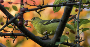 Western Tanager by Jason Barcus