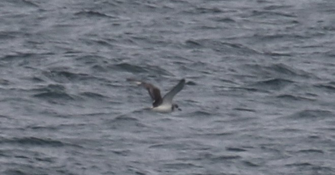 Twenty-ninth Report of the Massachusetts Avian Records Committee