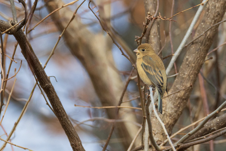 A Lazuli Bunting present for more than a week at a farm in Newbury was seen by many birders and marked the fourth MARC accepted record of the species.
