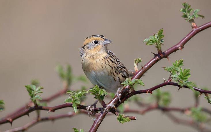 A LeConte’s Sparrow found singing during an April bird survey in Boston Harbor marked the first record likely to pertain to a spring migrant.