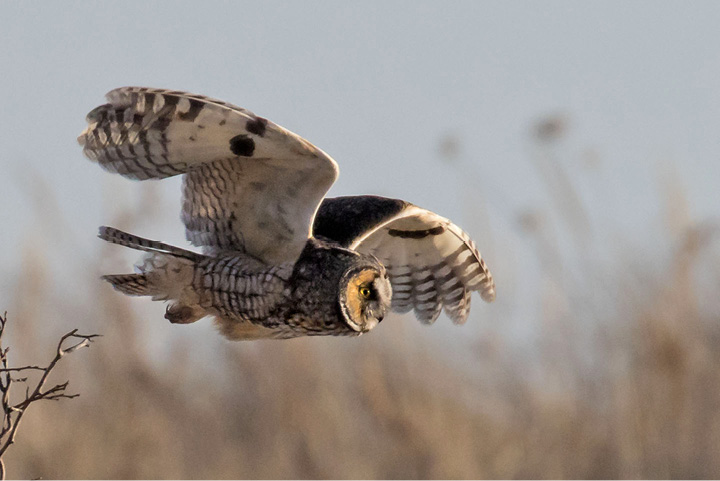 LONG-EARED OWL BY SANDY SELESKY