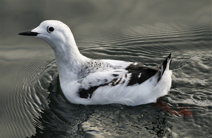 This strikingly whitish first-winter Black Guillemot (mandtii) was present at MacMillan Wharf in Provincetown for several months starting in December 2019. It marked the state’s first record of the high Arctic subspecies.