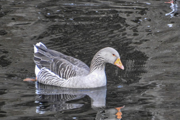 Graylag Goose. Photograph by Valerie Burdette