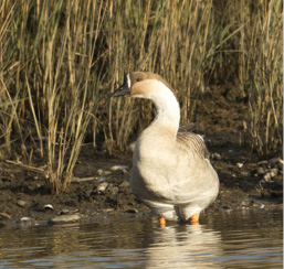 Swan Goose. Photograph by Brian Zylich.