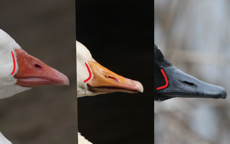 Domestic Geese and Their Hybrids