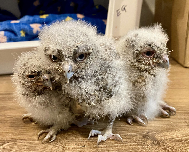 Field Note: Rescuing Screech Owlets