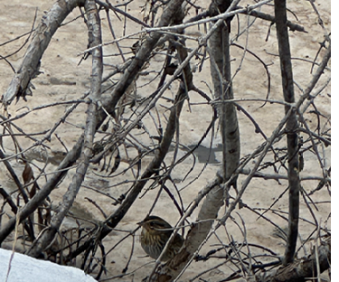 Saltmarsh Sparrow, Machias, Maine, February 27, 2025.