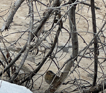 Saltmarsh Sparrow, Machias, Maine, February 27, 2025.