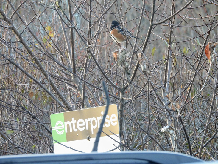 This Spotted Towhee was seen by dozens of birders over the course of the five months it spent in an airport parking lot. Although it was the sixth accepted record for the state, it was a first for Cape Cod.