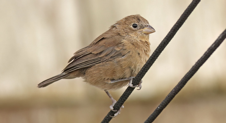 A Varied Bunting visiting a feeder in Provincetown represented not only a first for Massachusetts, but also the first winter record for the entire East Coast.