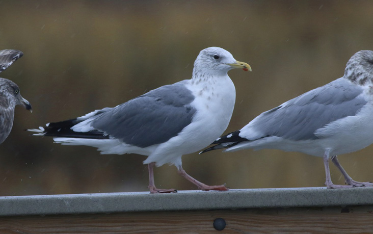 This bird’s darker eye and mantle, bright pink legs, along with a faint “string of pearls” on the inner primaries visible in flight shots, confirmed its identification as the state’s first Vega Gull.