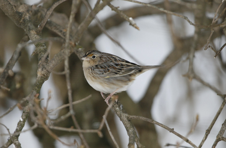 At a Glance: December 2025 Revealed