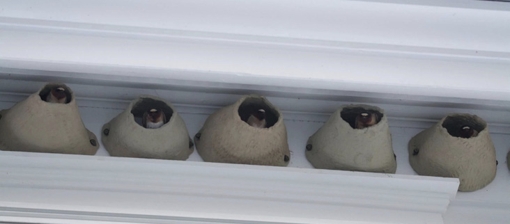 Clay Cliff Swallow nests. Photograph courtesy of the author.