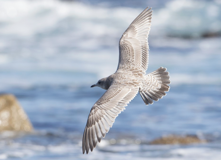 Tricky Birds: The Mew Gull Complex