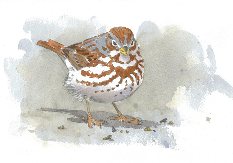 Fox Sparrow by Barry Van Dusen
