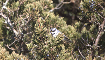 Black-throated Gray Warbler by Nick Hoffman