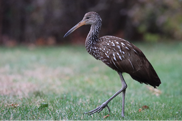 Limpkin by Liam Norton