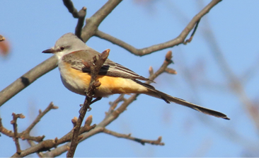 Scissor-tailed Flycatcher by Pam Hunt