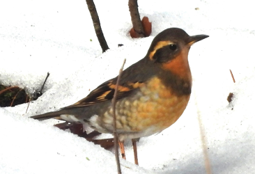 Varied Thrush by Steve Winn