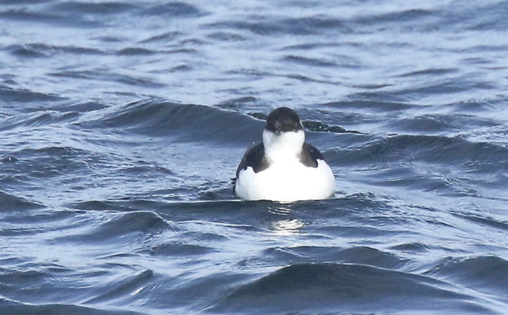 At a Glance: February 2026 Revealed