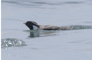 This Ancient Murrelet at Machias Seal Island on June 26, 2025, was presumably the same bird seen at Matinicus Rock on June 19. Photograph June 26 by John Edmondson.