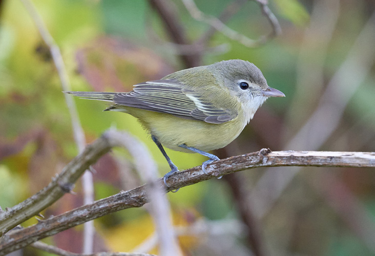 This Bell’s Vireo was on Monhegan Island September 27–28, 2025. Photograph September 28 by Bill Thompson.