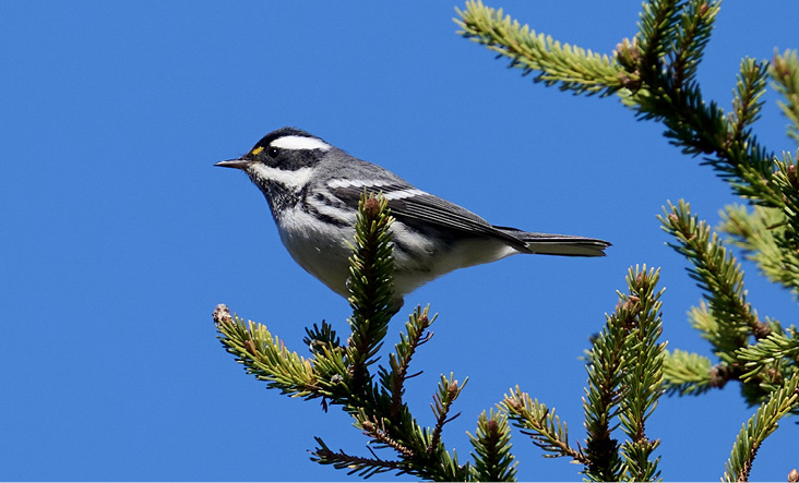 Maine’s sixth Black-throated Gray Warbler was on Monhegan Island September 28–29, 2025. Photograph September 29 by Bill Thompson.