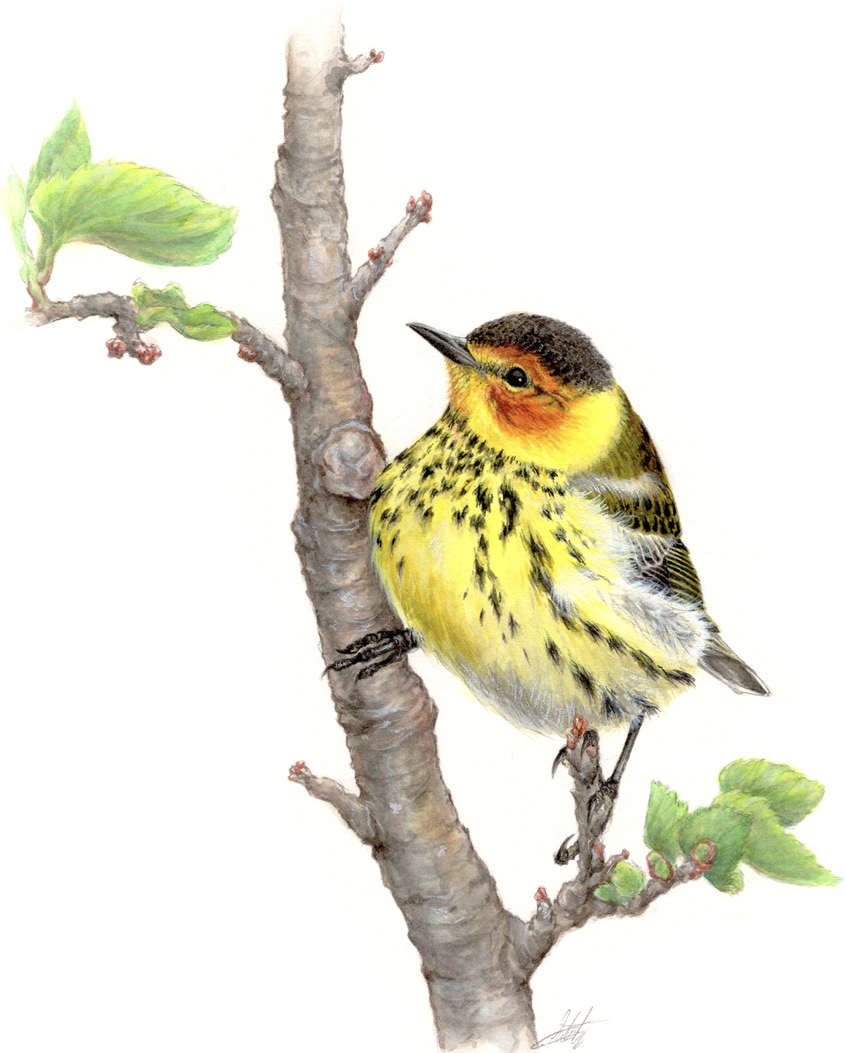 Cape May Warbler by Avery Whitlock