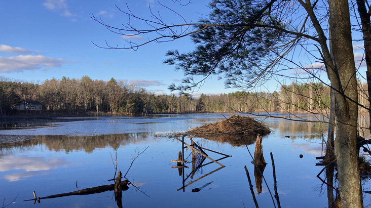 View of pond on the Kennedy CR parcel. Photograph by Rita Gibes Grossman.