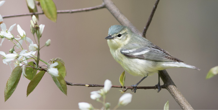 Dozens of birders got to enjoy this cooperative female Cerulean Warbler at Portland’s Evergreen Cemetery. Photograph May 8, 2025, by Doug Hitchcox.