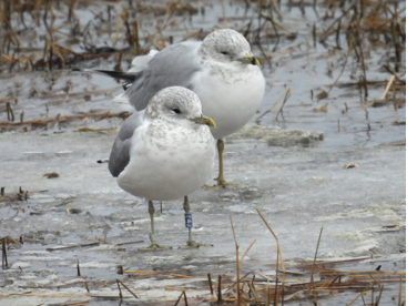 The mystery of this banded Common Gull was solved when it was discovered to have been banded in Massachusetts in 2013 and misidentified as a Ring-billed Gull. Photograph January 18, 2025, in South Portland by Glenn Hodgkins.