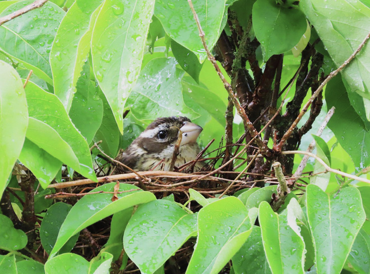 Figure 1. Female on nest at or near commencement of incubation. May 23, 2024.