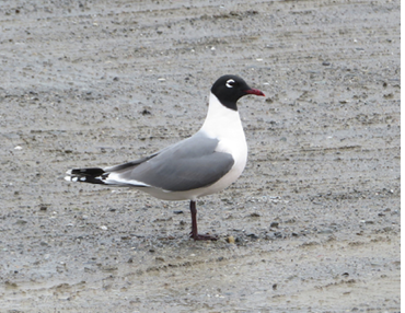 This adult Franklin’s Gull briefly visited a northern Maine gas station parking lot in Oakfield. Photograph May 19, 2025, by Bill Sheehan.