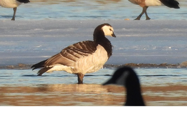 Barnacle Goose by Qin Yin